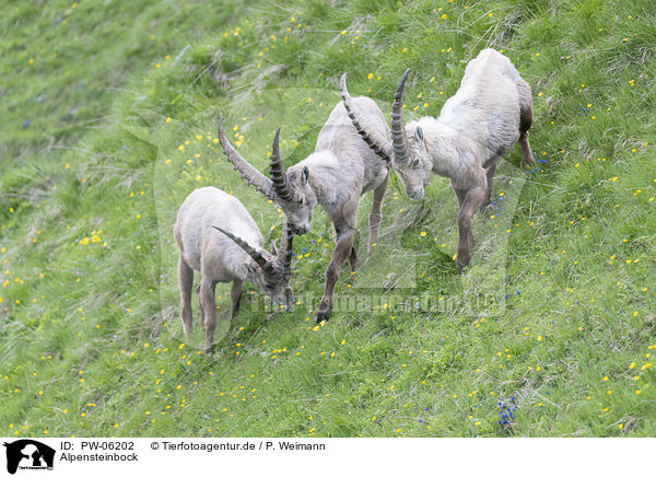 Alpensteinbock / PW-06202