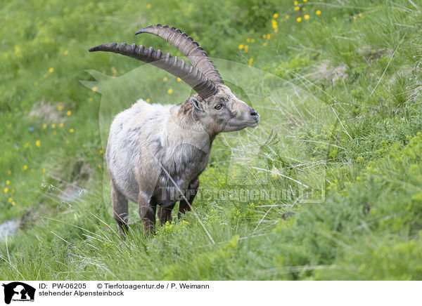 stehender Alpensteinbock / PW-06205