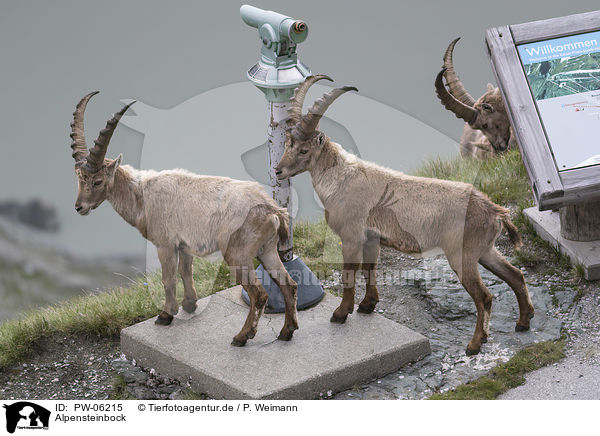 Alpensteinbock / PW-06215