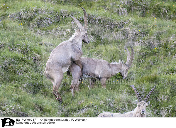 kmpfende Alpensteinbcke / fighting alpine ibexes / PW-06237