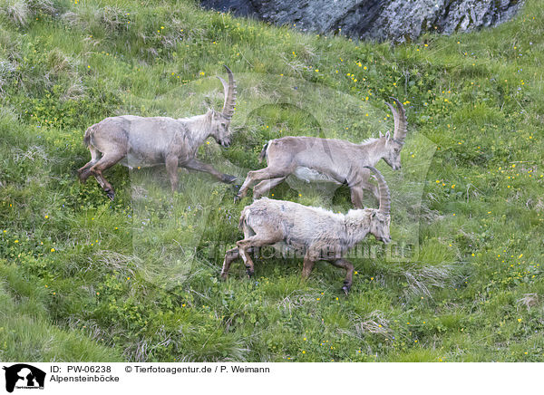 Alpensteinbcke / PW-06238