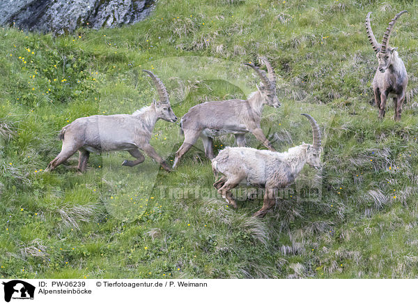 Alpensteinbcke / alpine ibexes / PW-06239