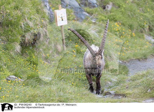 laufender Alpensteinbock / walking alpine ibex / PW-06240
