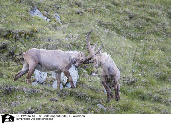 kmpfende Alpensteinbcke / PW-06243