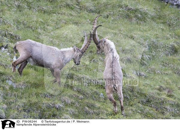 kmpfende Alpensteinbcke / fighting alpine ibexes / PW-06244
