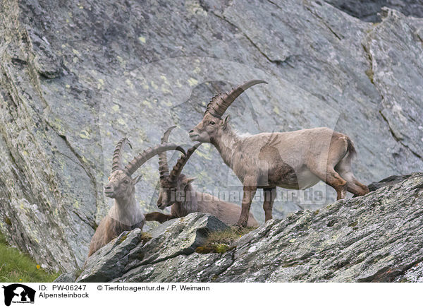 Alpensteinbock / alpine ibex / PW-06247