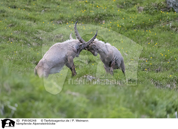kmpfende Alpensteinbcke / fighting alpine ibexes / PW-06248