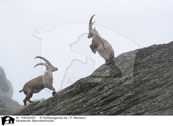 kmpfende Alpensteinbcke / fighting alpine ibexes / PW-06250