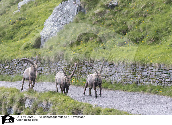 Alpensteinbcke / alpine ibexes / PW-06252