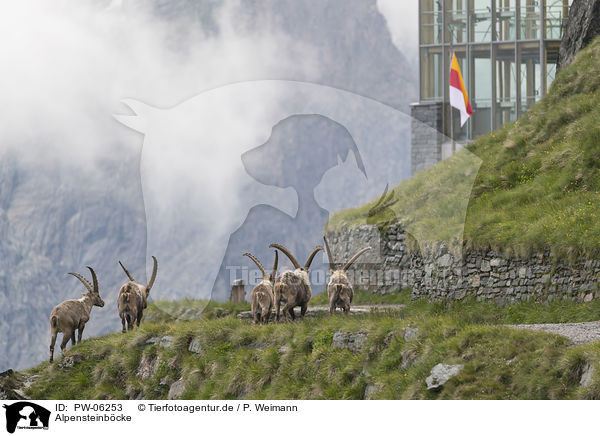 Alpensteinbcke / alpine ibexes / PW-06253