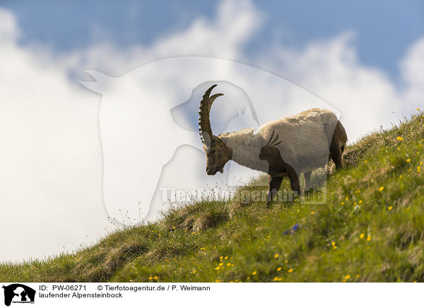 laufender Alpensteinbock / walking alpine ibex / PW-06271