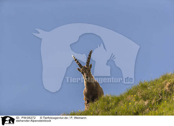 stehender Alpensteinbock / standing alpine ibex / PW-06272