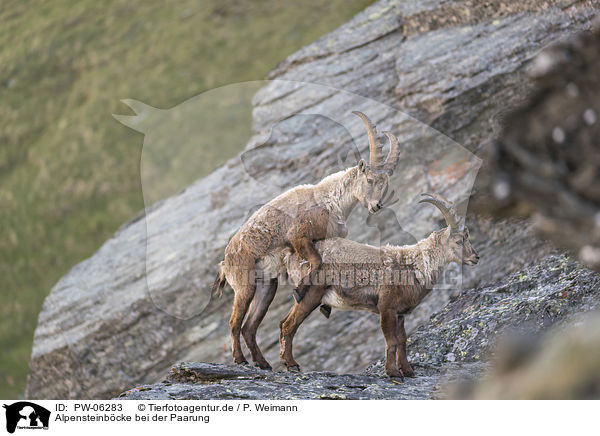 Alpensteinbcke bei der Paarung / pairing alpine ibexes / PW-06283