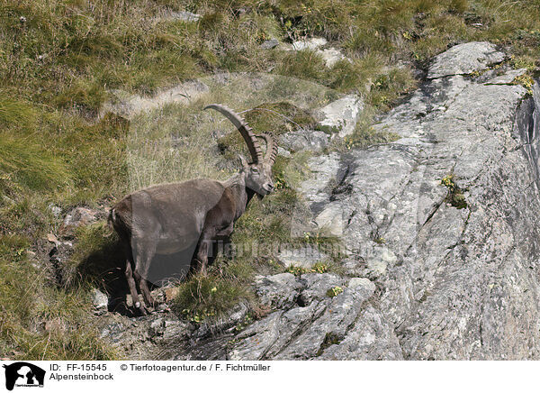 Alpensteinbock / Alpine ibex / FF-15545