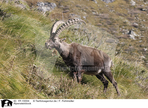 Alpensteinbock / Alpine ibex / FF-15554