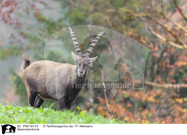 Alpensteinbock / Alpine ibex / PW-19110