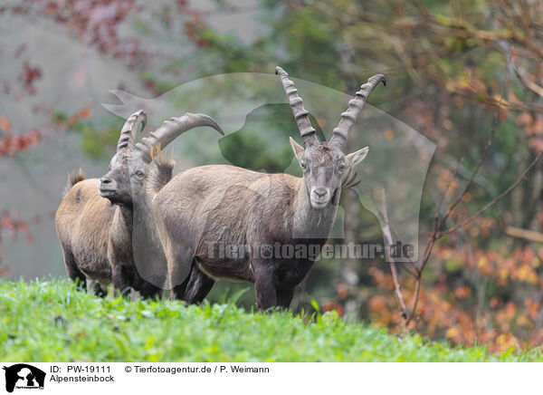 Alpensteinbock / Alpine ibex / PW-19111