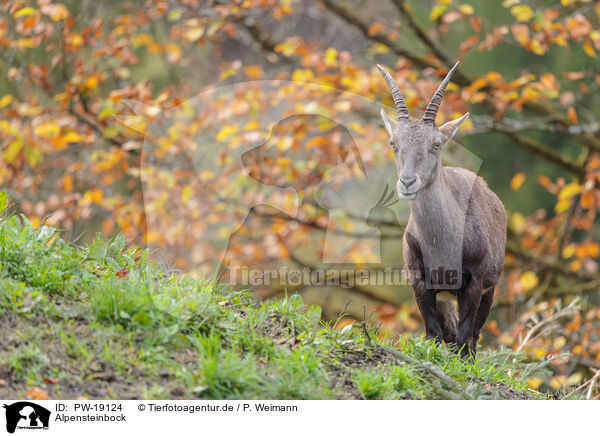 Alpensteinbock / Alpine ibex / PW-19124