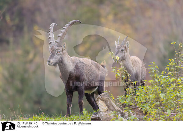 Alpensteinbock / Alpine ibex / PW-19140