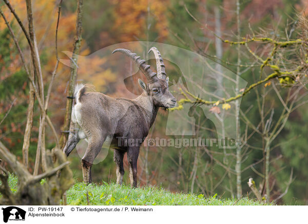 Alpensteinbock / Alpine ibex / PW-19147