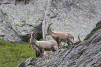 Alpensteinbock