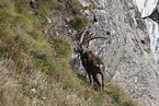 Alpensteinbock