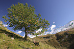 Alpensteinbock