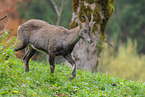 Alpensteinbock