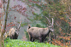 Alpensteinbock