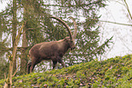 Alpensteinbock