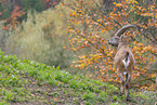 Alpensteinbock