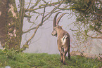 Alpensteinbock