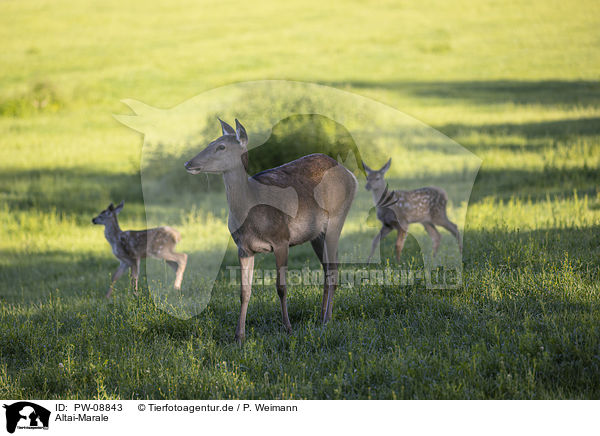 Altai-Marale / Altai Wapitis / PW-08843