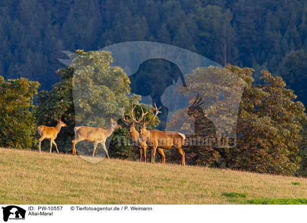 Altai-Maral / PW-10557