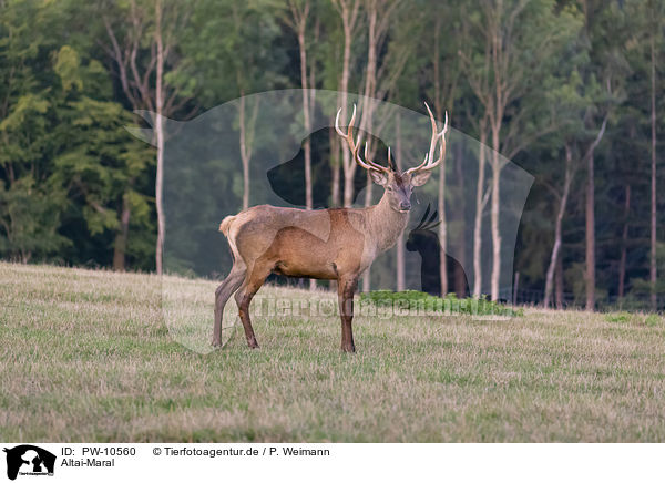 Altai-Maral / Altai Wapiti / PW-10560