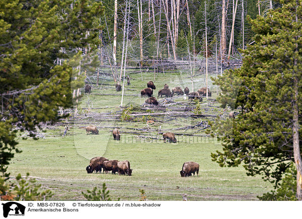 Amerikanische Bisons / american bisons / MBS-07826