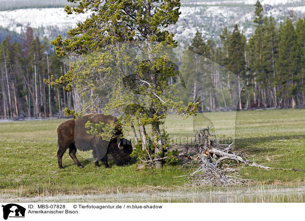Amerikanischer Bison / american bison / MBS-07828