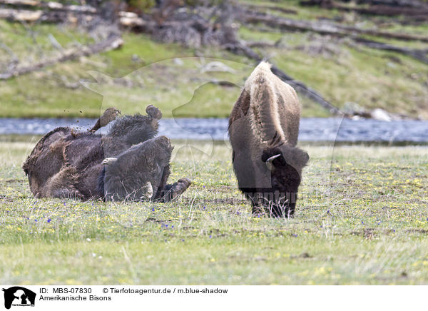 Amerikanische Bisons / american bisons / MBS-07830