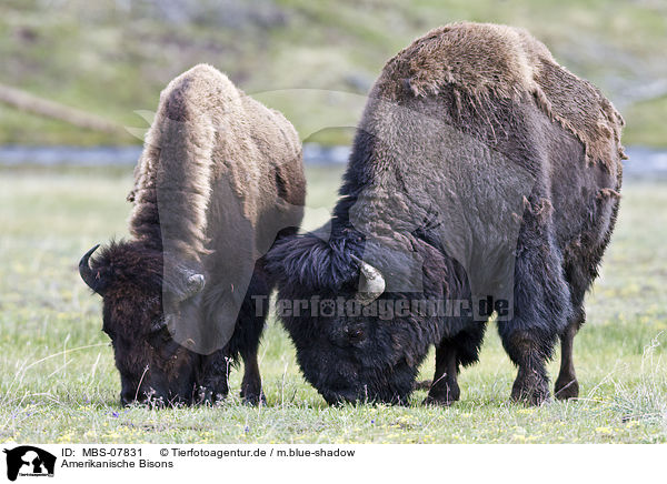 Amerikanische Bisons / american bisons / MBS-07831