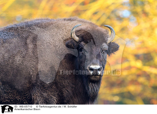 Amerikanischer Bison / American bison / WS-05710