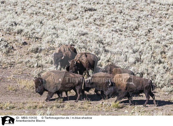 Amerikanische Bisons / american buffalos / MBS-10430