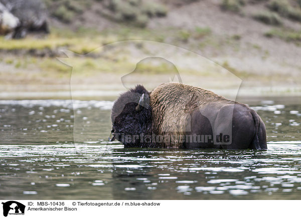 Amerikanischer Bison / american buffalo / MBS-10436