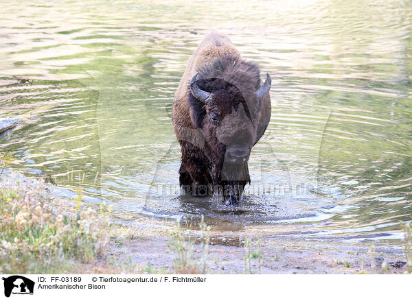 Amerikanischer Bison / American buffalo / FF-03189