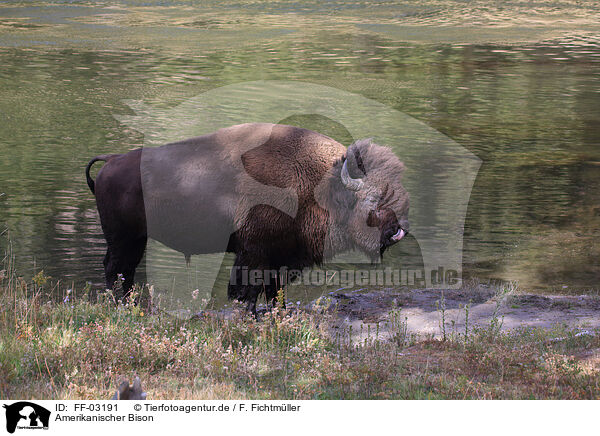 Amerikanischer Bison / American buffalo / FF-03191