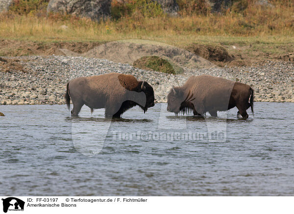 Amerikanische Bisons / American buffalos / FF-03197