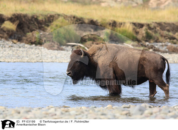 Amerikanischer Bison / American buffalo / FF-03199