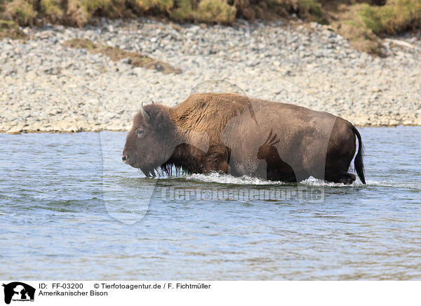 Amerikanischer Bison / American buffalo / FF-03200