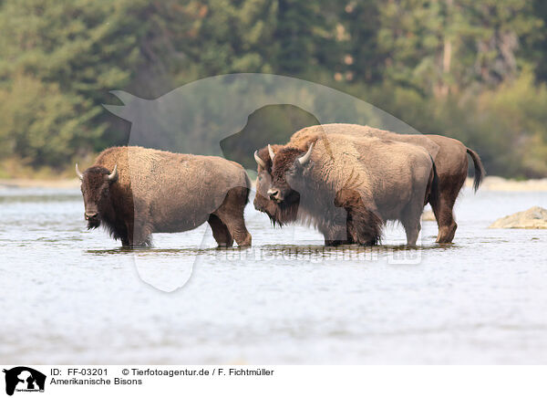Amerikanische Bisons / American buffalos / FF-03201