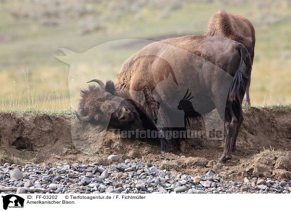 Amerikanischer Bison / American buffalo / FF-03202