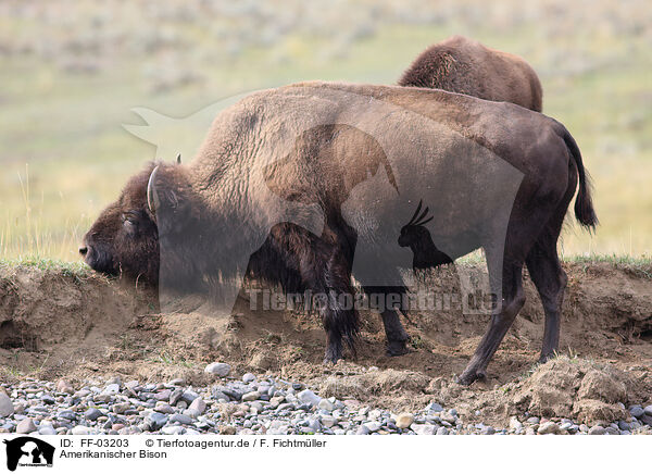 Amerikanischer Bison / American buffalo / FF-03203